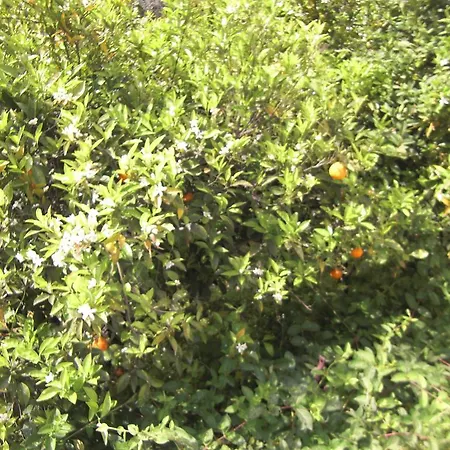 فندق Anthula Sun أرخانجلوس