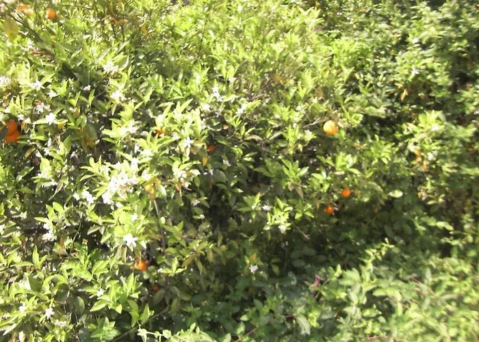 Anthula Sun Αρχάγγελος