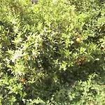 Anthula Sun Archangelos (Rhodes)